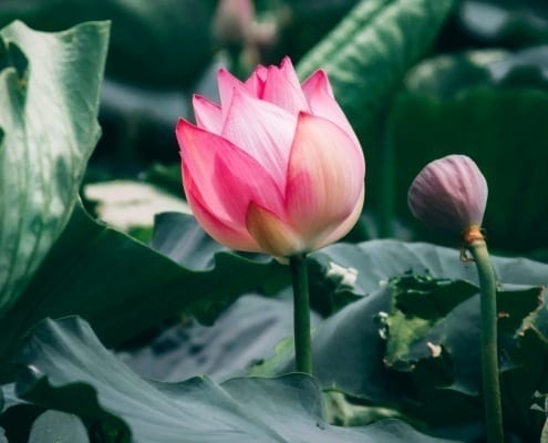 Resilience